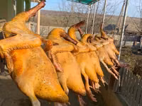 Кагул- Продаются немые утки на мясо врезанном виде.150 лей кг.В живом виде по 130 лей кг — 1-сурет