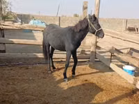 घोड़ा, Kazakh horse — फ़ोटो 2