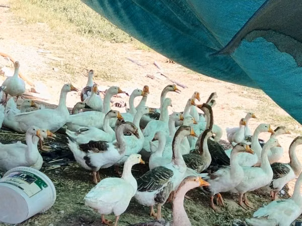 Geese