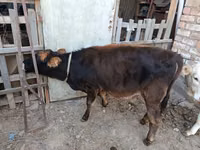 İnek, Sığır — foto 4
