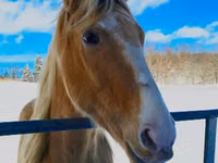 Horse (M), Racking Horse — photo 4