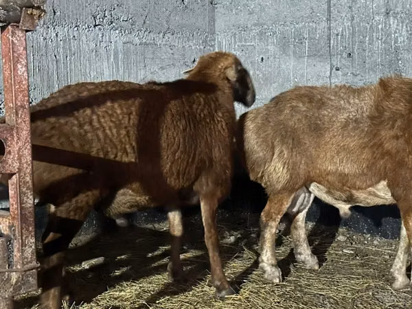 Ram, Edilbay sheep — Kazakhstan