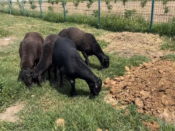 Biri-biri betina, Sheep — Uzbekistan