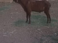 Kambing jantan, Goats — foto 3