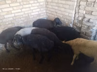 Ram, Sheep — photo 3