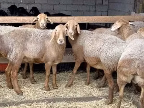 Ram, Sheep — Kazakhstan
