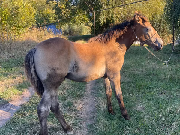 Horse (M), Horses — Moldova