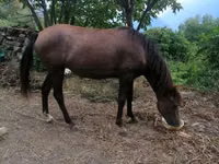 Kůň, Koně — foto 3