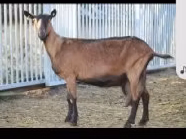 Goat, Alpine goat