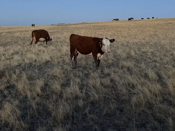 Cow, Hereford — Kazakhstan