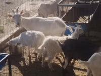 Goat, Goats — photo 5