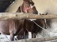 Madyan, Atlar — foto 7