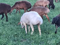 Sheep, Sheep — photo 4
