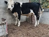 Toro, Mucca kazaka a testa bianca — foto 8