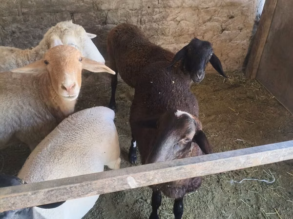 Sheep, Tian-Shan semifinewool sheep — Kyrgyzstan