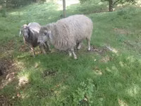 Ram, Sheep — photo 4