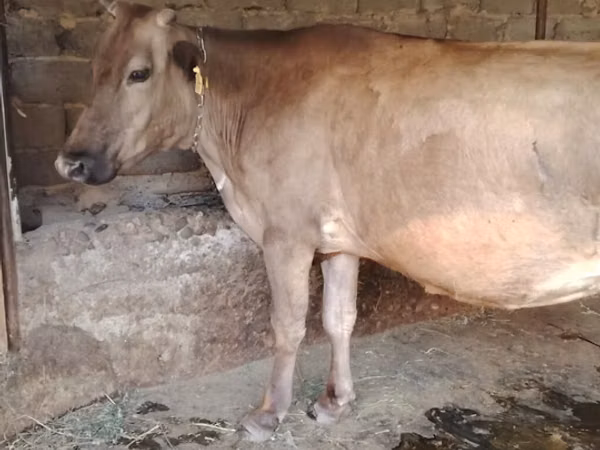 Vache, Bovins — Kirghizstan