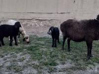 Sheep, Sheep — photo 2