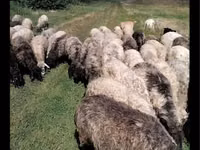 Sheep, Sheep — photo 3