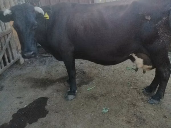 Cow, Cattle — Kazakhstan