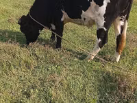 Ko, Russian Black pied cattle — foto 1