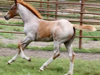 Horse (M), Quarter Horse — photo 8