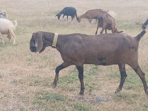 Goat, Nubian Goat — Moldova