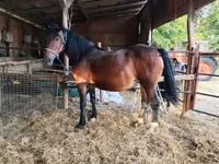 Kuda betina, Horses — foto 5