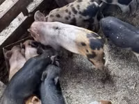 Babi (lot, jantina tidak dinyatakan), Pigs — foto 5