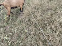 Billy Goat, Goats — photo 2