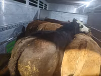 सांड, Simmental cattle — फ़ोटो 5