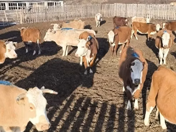 Cow, Cattle — Russia