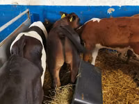 Lembu jantan, Simmental cattle — foto 2