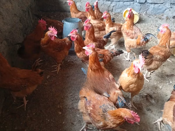 Chickens — Kenya