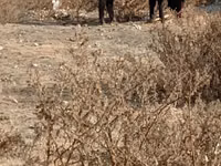 公牛, Cattle — 照片 5