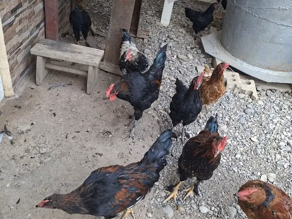 Chickens — Kârgâzstan