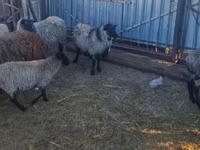 암양, Romanov sheep — 사진 3