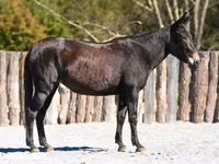 Mare, Mule — photo 1