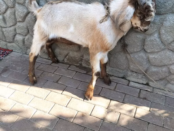 Billy Goat, Goats