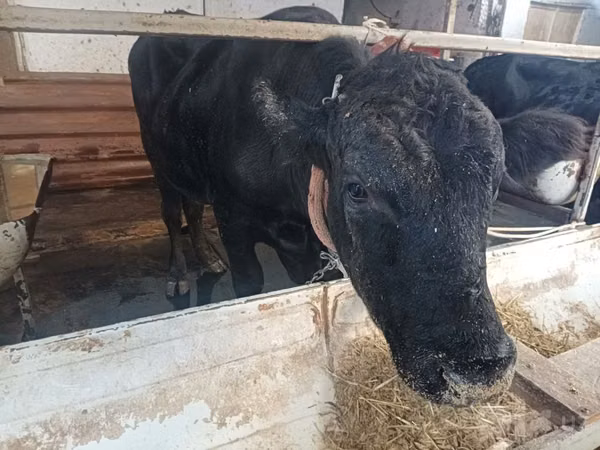 Bovini (lotto, sesso non specificato), Aberdeen Angus