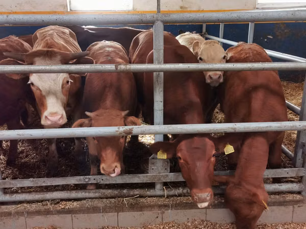 Cattle (batch, sex not specified), Limousin cow