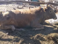 सांड, मवेशी — फ़ोटो 3