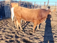 公牛, Cattle — 照片 1
