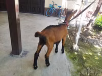 ஆண் வெள்ளாடு, Alpine goat — புகைப்படம் 1