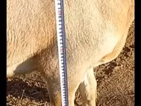 Խոյ, Arashan sheep — լուսանկար 3