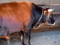 Toro, Bovini — foto 7
