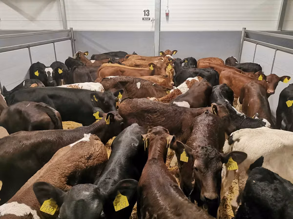 Cow, Cattle — Poland