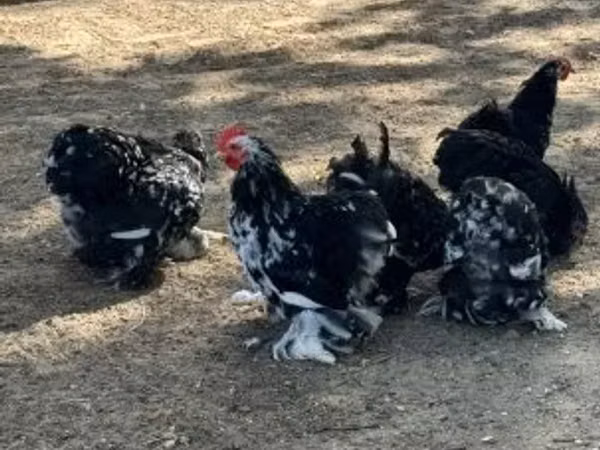 Pekin Bantam — Hungary