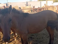 فرس, Horse breed — الصورة 4