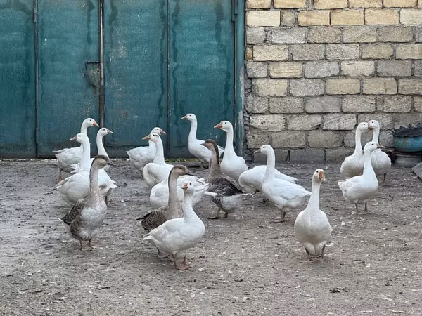 Geese — Azerbejdżan